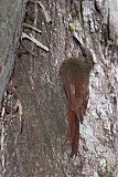 Northern Barred-Woodcreeper